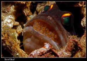 Jawfish and his breed :-D by Daniel Strub 